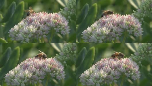蜜蜂探查粉红色的花高清在线视频素材下载