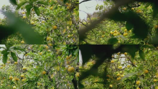 葡萄柚的枝桠高清在线视频素材下载