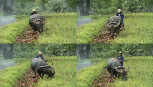 亚洲水田农民用水牛的传统方式犁地，为雨季做准备高清在线视频素材下载