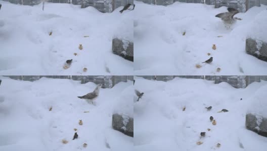 海鸥在雪地上偷麻雀的面包高清在线视频素材下载