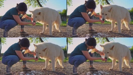 一名妇女给她口渴的瑞士牧羊犬喝水高清在线视频素材下载