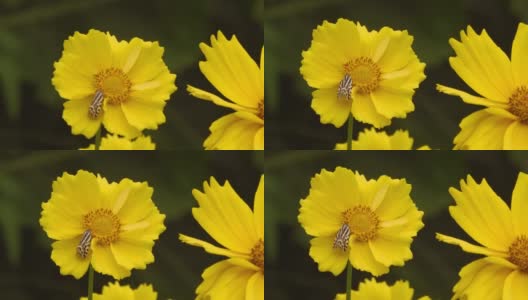 一只蝴蝶在花园里的黄色宇宙花上采集花蜜。高清在线视频素材下载