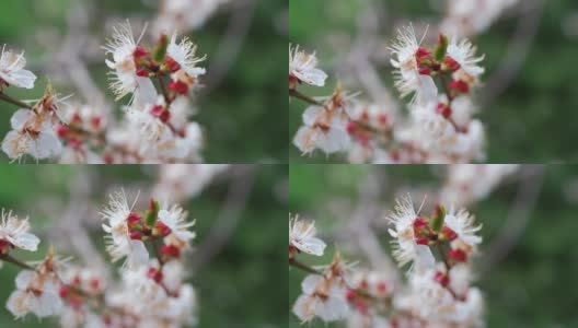 春季樱花枝生长白色。美丽的花朵盛开的樱桃树高清在线视频素材下载