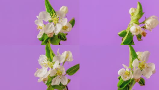 苹果花旋转和盛开在水平格式时间推移4k视频粉红背景。家仆海棠在春天开花的视频。高清在线视频素材下载