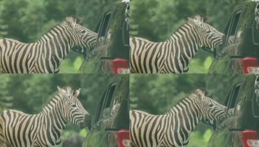 茂物——印度尼西亚。2018年1月31日:动物园里，游客在车里拍摄到斑马吃胡萝卜的视频高清在线视频素材下载