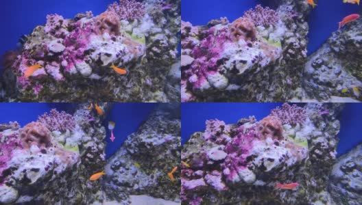 那不勒斯-动物站水族馆里五颜六色的鱼高清在线视频素材下载