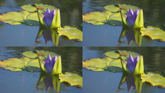 紫色睡莲上的蜻蜓高清在线视频素材下载