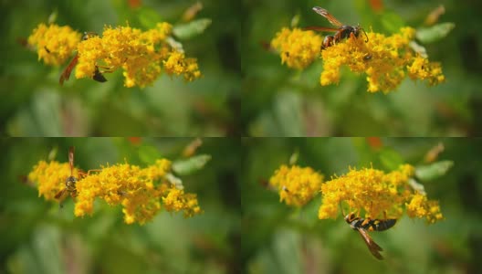 Wasp_On_Yellow_Flower_HD高清在线视频素材下载