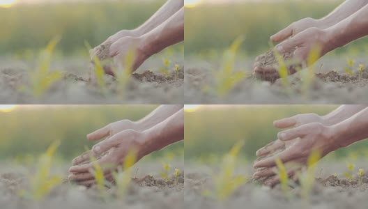 农业，农业-种植前用手检查土壤。高清在线视频素材下载