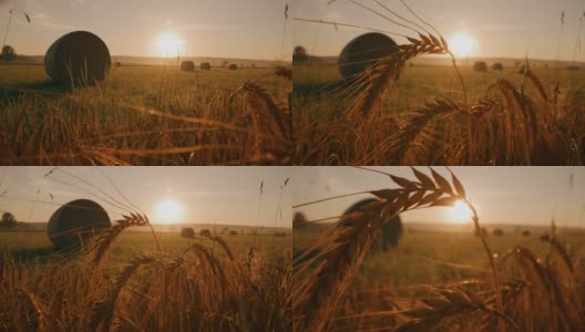 太阳升起时，麦穗后面捆着麦穗高清在线视频素材下载