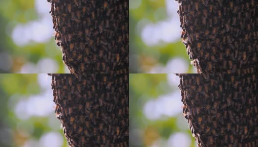 慢镜头:许多蜜蜂在蜂巢上爬行，背景是散景灯光高清在线视频素材下载