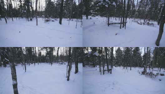 冬季森林穿越高清在线视频素材下载