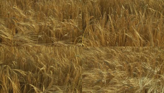 HD CRANE:成熟的小麦高清在线视频素材下载