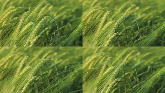 HD:绿色小麦茎的特写高清在线视频素材下载