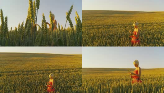 HD CRANE:在田里看麦子的女人高清在线视频素材下载