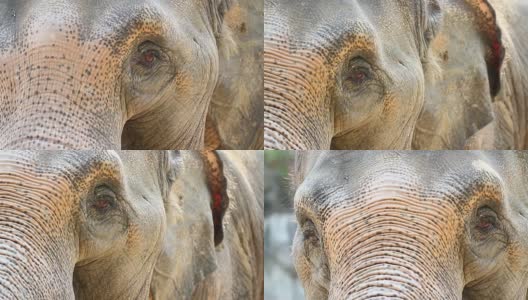 亚洲大象高清在线视频素材下载