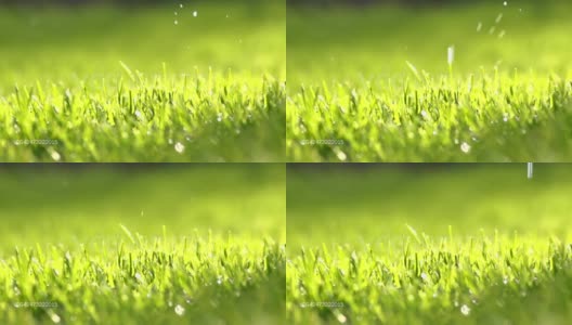HD超级慢莫:水滴落在草地上高清在线视频素材下载