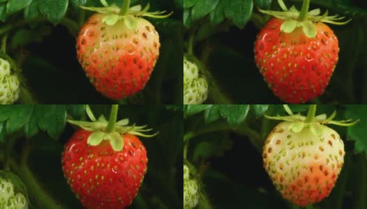 草莓成熟高清在线视频素材下载