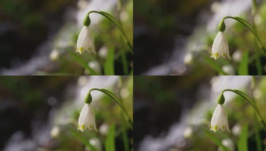 SLO MO雪花莲生长在小溪边高清在线视频素材下载