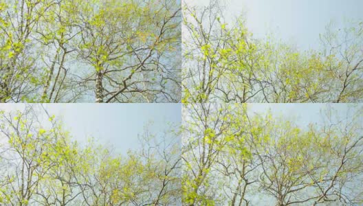 桦树春天叶子高清在线视频素材下载