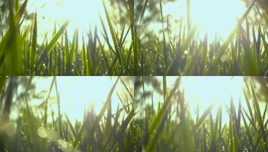 草与露水高清在线视频素材下载