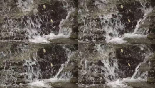 千叶县isumi郡Ootaki镇万代的瀑布高清在线视频素材下载