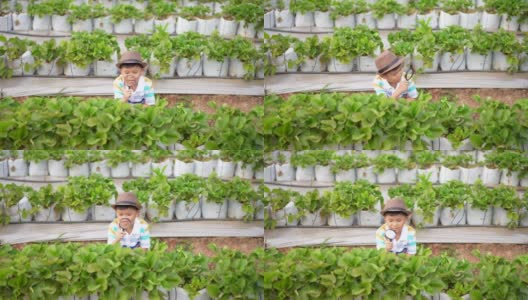 一个亚洲男孩在草莓农场学习生态学高清在线视频素材下载