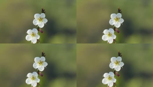 特写白梅盛开，蓝天碧水。高清在线视频素材下载