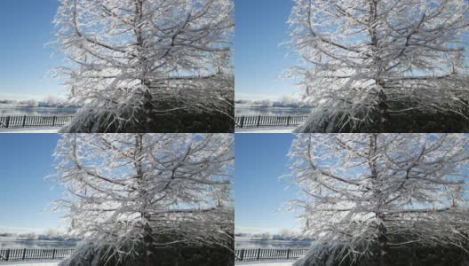 剪裁稳定的镜头，雪花落在一棵被冰覆盖的松树上高清在线视频素材下载