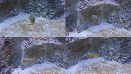 那不勒斯-动物站水族馆里的箱形鱼高清在线视频素材下载