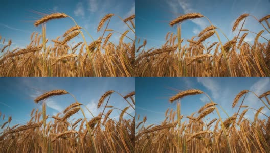 夏天成熟的小麦高清在线视频素材下载