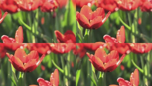 红色郁金香的特写，摄影高清在线视频素材下载
