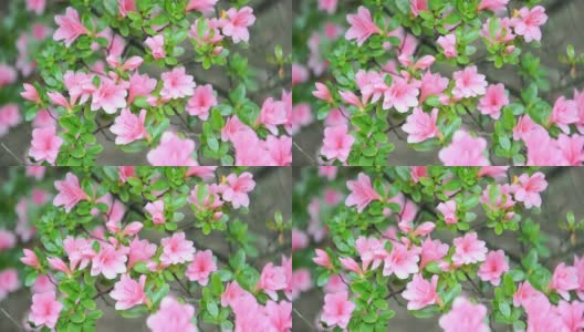 Wind-Loopable中的Flower Bush高清在线视频素材下载