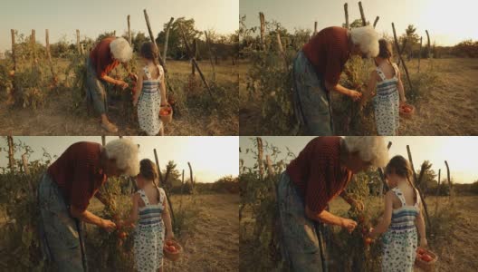 POV，用户生成内容。一个小女孩向她的祖母学习如何摘西红柿。真实的人，乡村场景，。镜头光晕，特殊角度，GoPro。高清在线视频素材下载