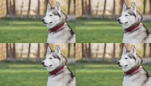 西伯利亚哈士奇的侧面像。狗看起来。高清在线视频素材下载