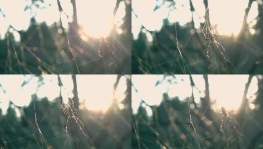 日落时蜘蛛在网上高清在线视频素材下载
