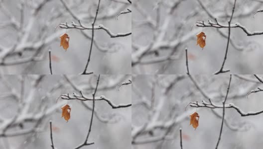 树枝在下雪的背景上。一片片雪花飘落在冬季的大地上。高清在线视频素材下载