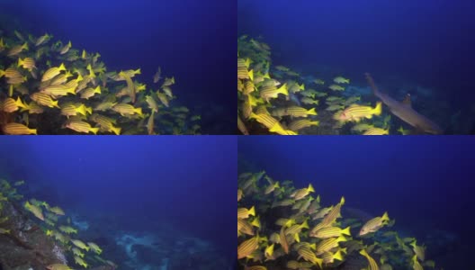 在印度安达曼海群岛美妙的海底，一群鲷鱼。高清在线视频素材下载