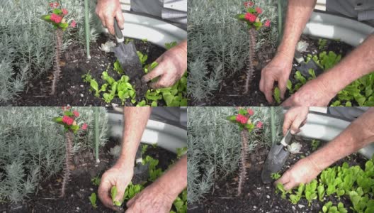 在花园里重新种植莴苣高清在线视频素材下载