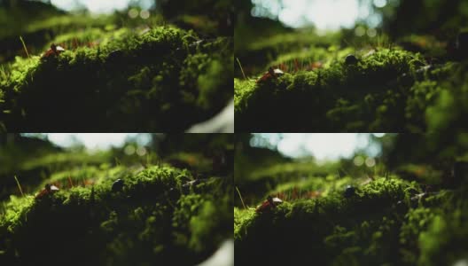 一只甲虫在森林苔藓上行走的4K电影镜头。(1）高清在线视频素材下载