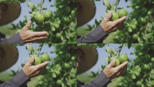 农场主从树上采摘新鲜的柠檬高清在线视频素材下载