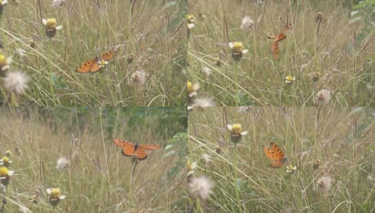 蝴蝶与芦苇草和绿色的环境高清在线视频素材下载