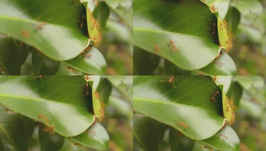 许多蚂蚁在他们的害虫是由绿色的叶子。高清在线视频素材下载