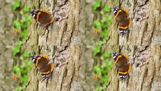 蝴蝶在树上高清在线视频素材下载