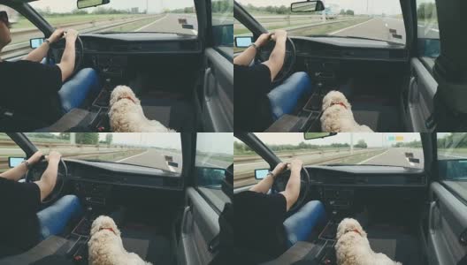 狮子狗和她的主人坐在路上的副驾驶座上高清在线视频素材下载