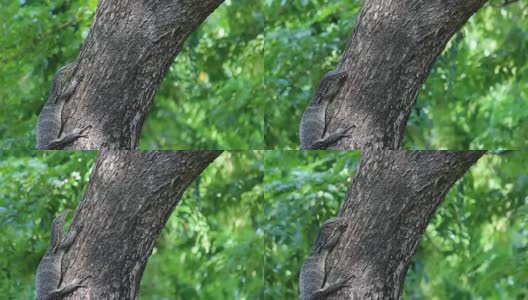 巨蜥爬上树(Varanus bengalesis)高清在线视频素材下载