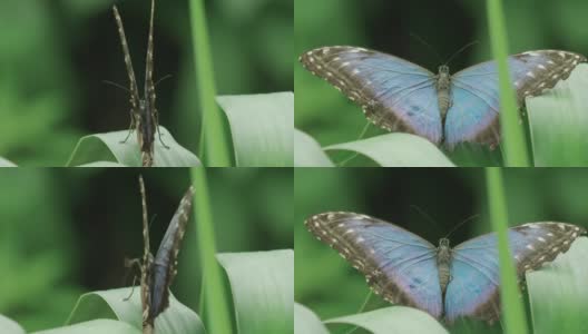 令人惊叹的极端特写镜头，蓝色大闪蝶打开它的翅膀在一片叶子高清在线视频素材下载