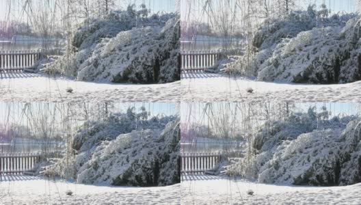 雪轻轻地落在竹林上的一堆新雪上高清在线视频素材下载