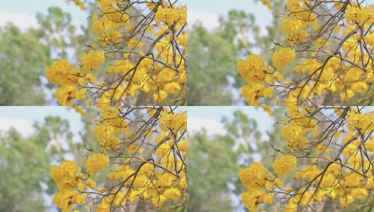 Spring background with beautiful yellow flowers高清在线视频素材下载