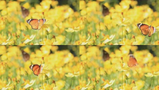 蝴蝶在黄色的野花上高清在线视频素材下载
